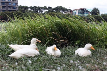 Capture or Release? Lake Park Ducks Await their Fate