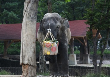 Asian Elephant at Seoul Grand Park Dies Suddenly