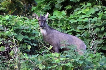 One More Endangered Wild Goat Found on Seoul Mountain: Ministry
