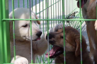 Jeju Island Supports Neutering Program for Abandoned Dogs