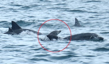 Released Dolphin Confirmed to Have Given Birth in Wild