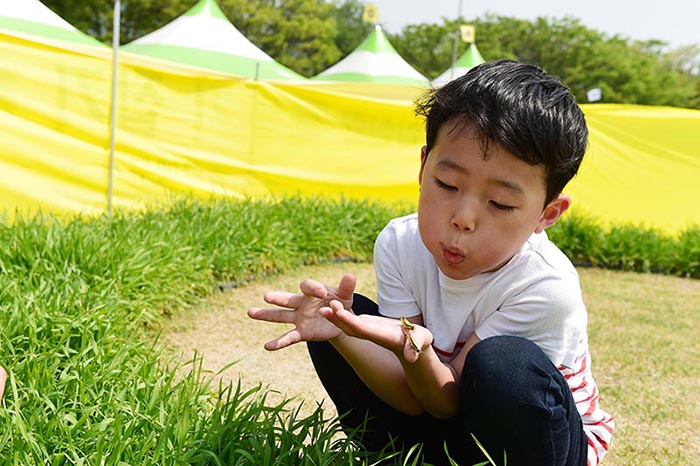 Jangseong County Plans “Insect Tourism”