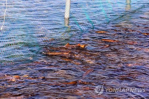 Salmon Return to Korean Shores to Spawn, Year’s First Catch Reported in Daejin Port