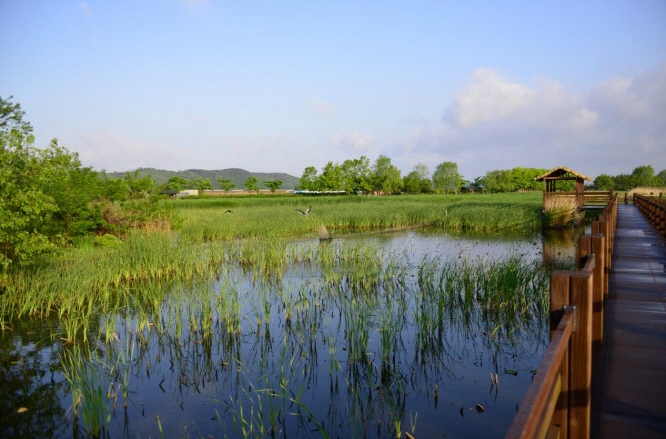 A reed wetland in Sihwa Lake in Ansan, Gyeonggi Province. (image: Ansan City Government)