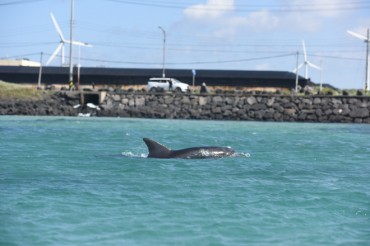 Dolphin Ventures into Jeju Fishery in Search of Food