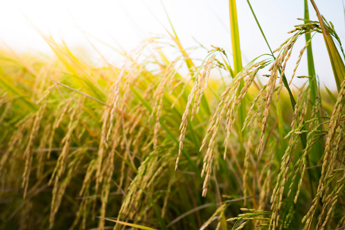A rice paddy. (image: Korea Bizwire)