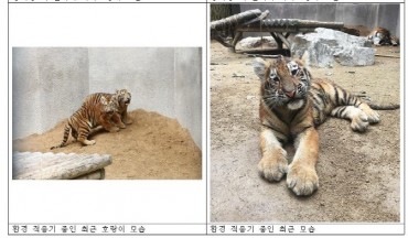 4 Siberian Tiger Cubs Shown to Public After Being Born in May