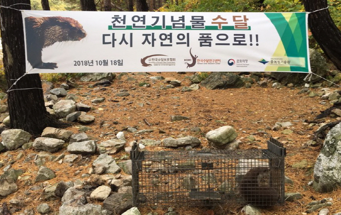 The otter went through rehabilitation for one year to prepare it for a return to the wild. Now healthy and lively, the otter has returned to its home. (image: Association of Korean Otter Conservation)