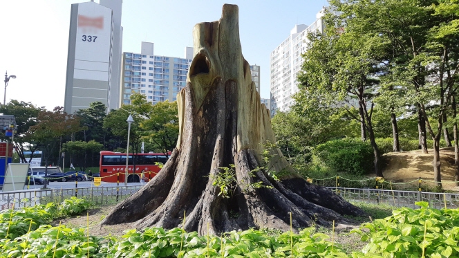 Monsoon-damaged 500-year-old Tree in Suwon Sprouting Buds with Aid from Officials