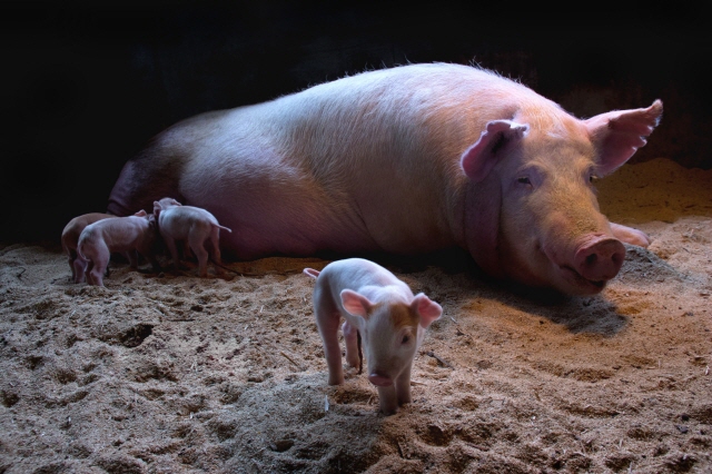 Piglet’s “First Step” Clinches Top Prize at Animal Photo Contest