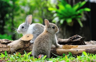 Seorae Village’s Montmartre Park Struggles with Rabbit Infestation
