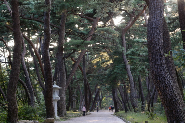 Grove of “Dancing” Pine Trees Named Korea’s Top Forest