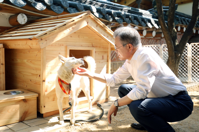 Pungsan Dog Gifted by N.K. Leader to Moon Gives Birth to Six Puppies