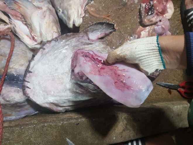 Environmental Organizations Demand Countermeasures After Plastic Water Bottle Found Inside Anglerfish