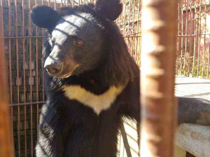 Green Korea United Kicks Off Black Bear Rescue Mission