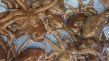 Octopus Farming Taps into Motherly Affection to Increase Output