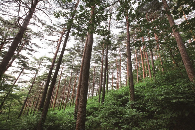 (image: Korea Forest Service)