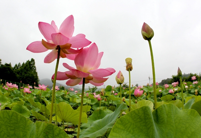 700-year-old Lotus Seeds from Goryeo Dynasty Stored at Arboretum