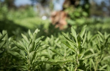 PureCircle Further Ramps Up Its Ability to Meet the Growing Demand for New Generation stevia Sweeteners
