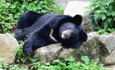Asiatic Black Bears Emerge from Hibernation at Mt. Jiri
