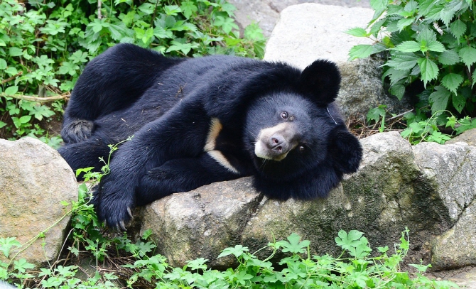 Asiatic Black Bears Emerge from Hibernation at Mt. Jiri