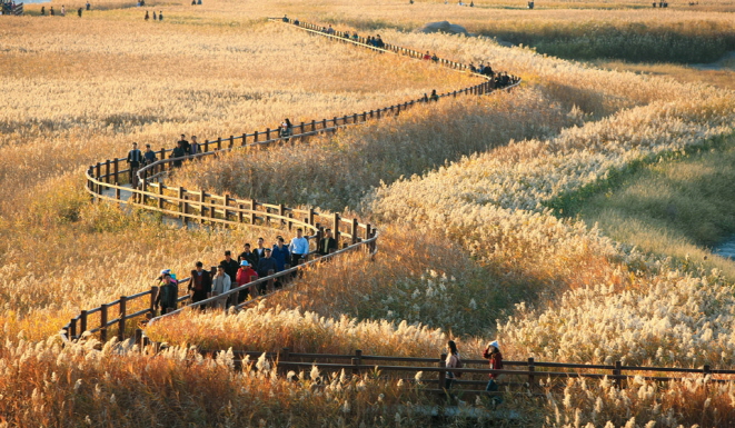 Aged Reeds in Suncheon Bay Removed for Sustainable Growth