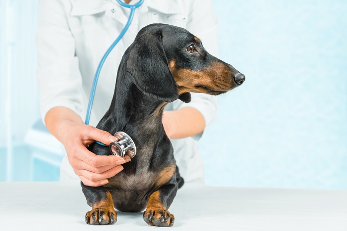 New Service Offers Immediate Insurance Reimbursements for Veterinary Care