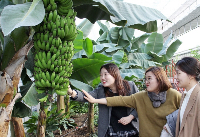 Yeongdong Sets Up New Experience Facility for Banana and Pineapple Harvest
