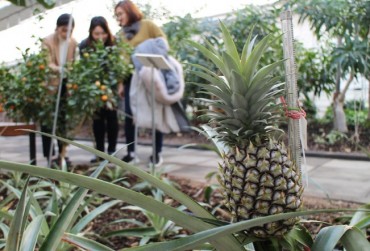 All Eyes on Yeongdong World Fruit Garden’s Bananas and Pineapples