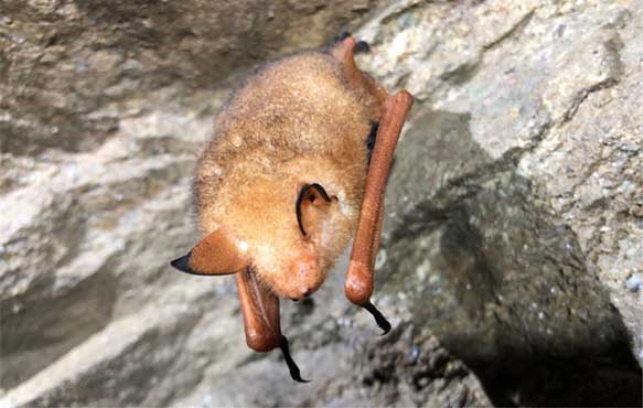 Rare Golden Bat Found in Gangwon Province