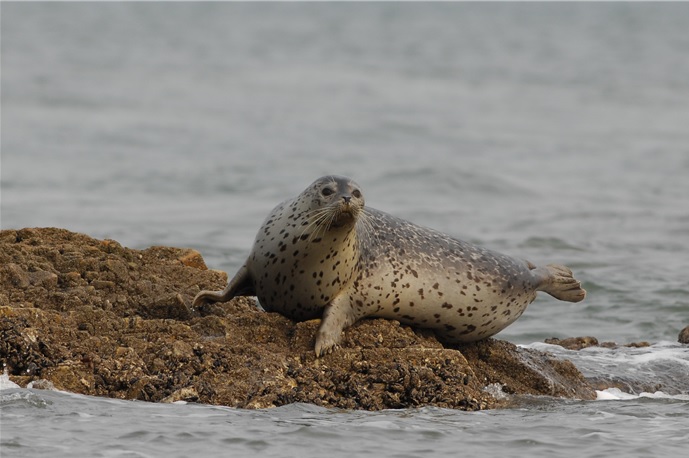 Spotted Seals Return to Baengnyeong Island After 10 Years