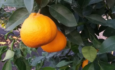 New Citrus Fruit Developed on Jeju Island