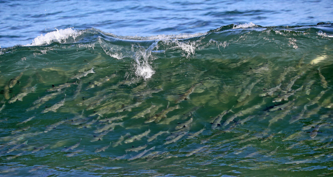 Schools of Mullets Appear at Gangneung Beach