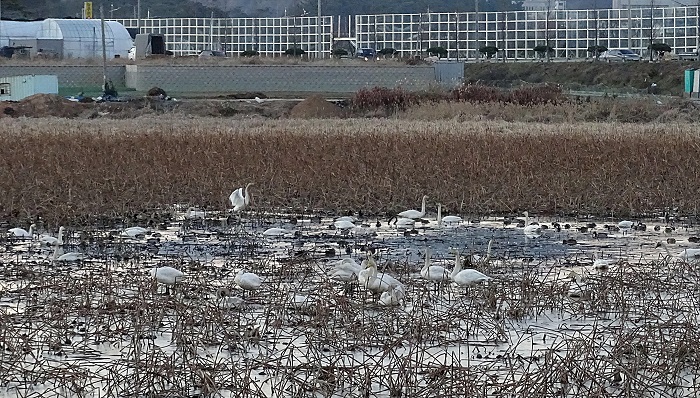 1.5 mln Migratory Birds Inhabit 200 Major Swamps Across S. Korea