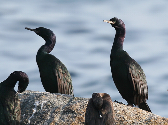 Pelagic Cormorant Gets Government Protection