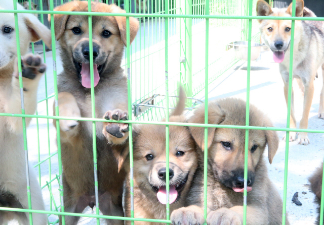 Gangneung Expanding Shelter for Abandoned Dogs