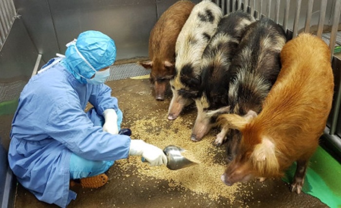 S. Korea Examines Possibility of World’s First Porcine Transplant on Humans
