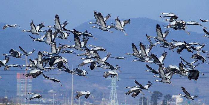 Magnetoreception, like bird migration, is commonly understood as the sixth sense normally possessed by animals. (image: Photographer Choi Jong-soo)