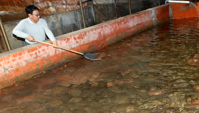 AI Breakthrough for Flatfish Aquaculture on Jeju Island