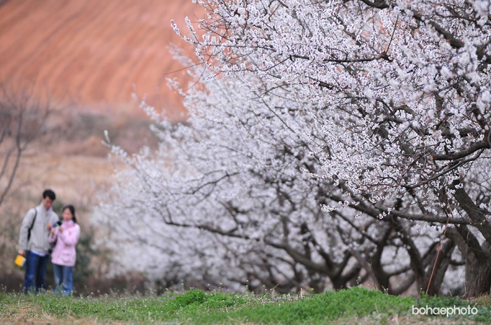 S. Korea’s Largest Plum Farm to Host Flower Festival