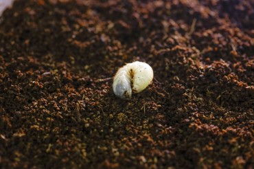 Researchers Develop Low-cost Food Source for White Grubs