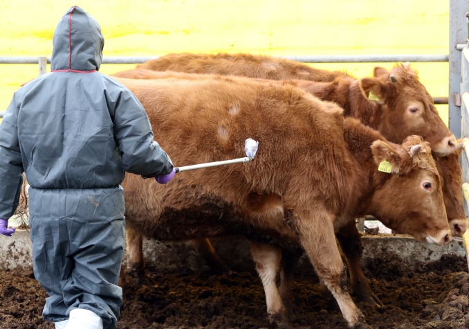 The government banned the travel of people and vehicles from all animal farms throughout the country from Thursday to Saturday. (image: Yonhap)
