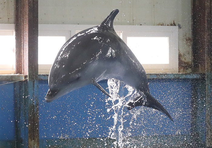 Dolphin Calf in Excellent Condition at Ulsan’s Whale Life Experience Museum