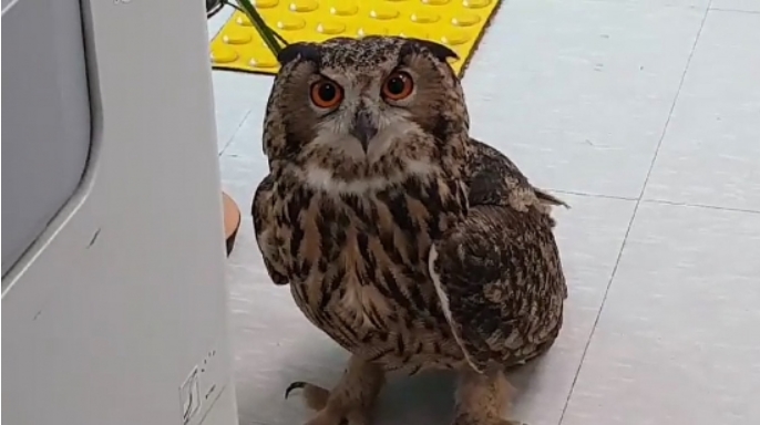 Eagle Owl ‘Apprehended’ by Police After Feeding on 11 Chickens at Poultry Farm