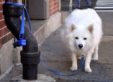 Owners of Fierce Dogs Will Pay Fines if Compulsory Education Not Completed