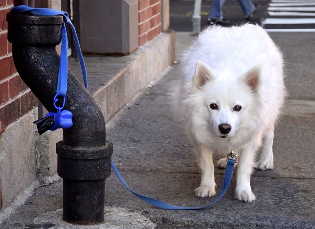 Owners of Fierce Dogs Will Pay Fines if Compulsory Education Not Completed