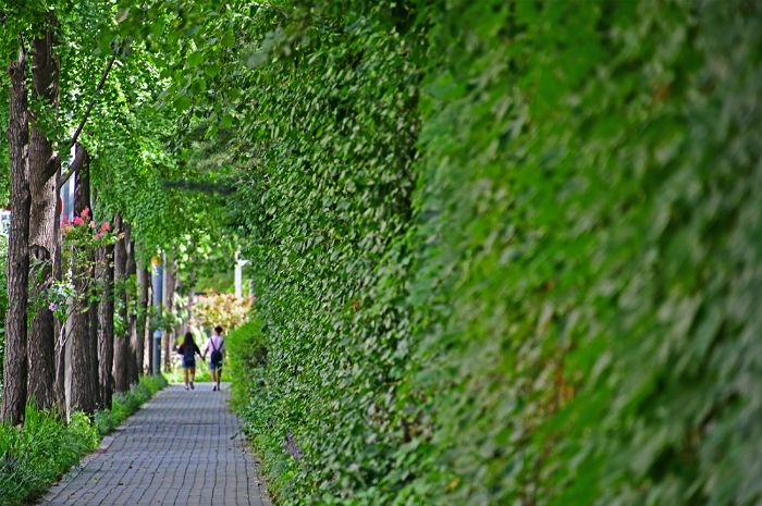 15 Million Trees Will be Planted in Seoul to Reduce Air Pollution By 2022
