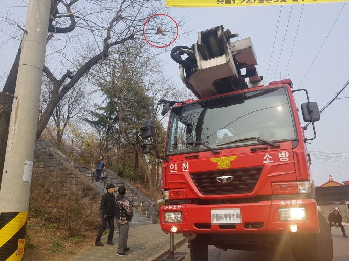 Cat Stuck in Tree for Three Days Rescued from Incheon Park