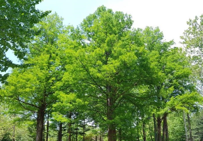 POSCO Embarks on Reforestation Project After Creating Matching Fund with Australia’s BHP