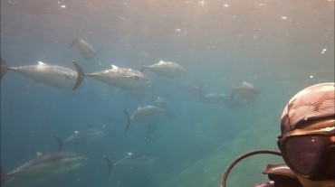 Low Quotas in Gangwon Province Forcing the Release of Caught Tuna